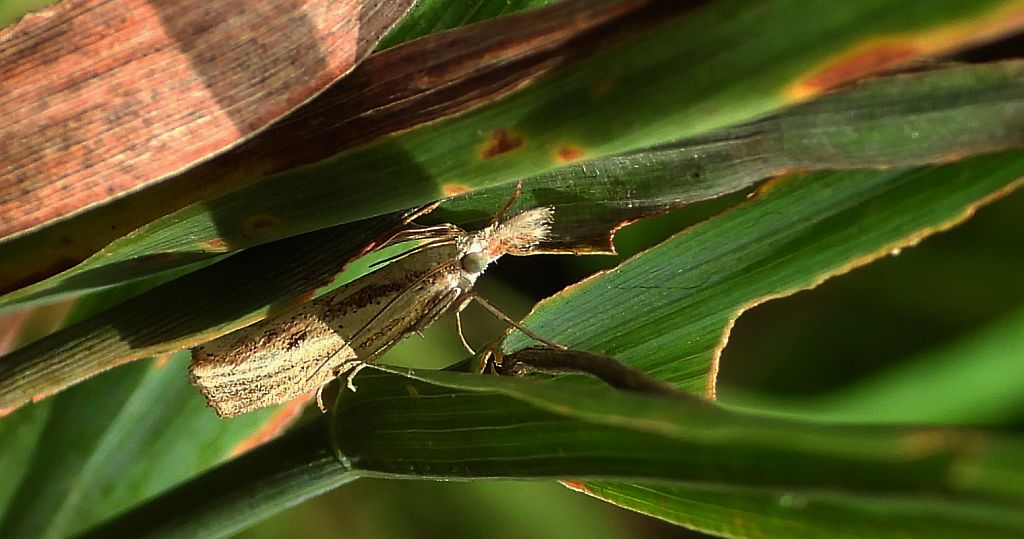 Wachlarzyk śniadoszek (Agriphila inquinatella)