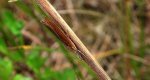 Wachlarzyk zmienniczek (Agriphila tristella)