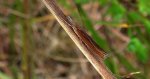 Wachlarzyk zmienniczek (Agriphila tristella)
