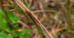 Wachlarzyk zmienniczek (Agriphila tristella)