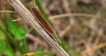 Wachlarzyk zmienniczek (Agriphila tristella)