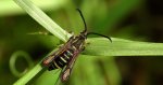 Przeziernik - Bembecia ichneumoniformis