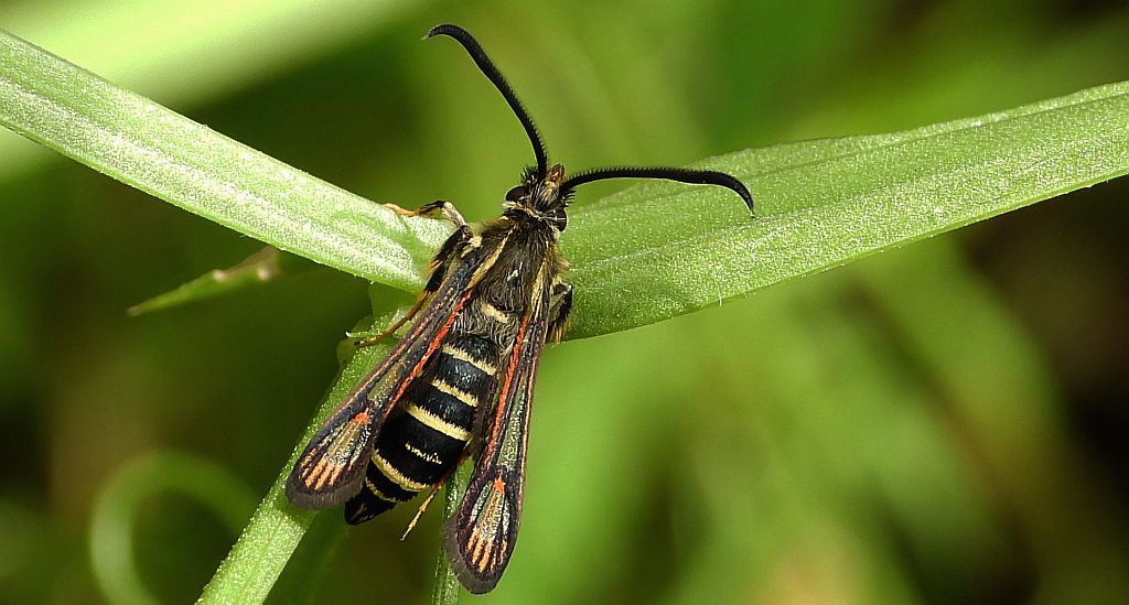 Przeziernik - Bembecia ichneumoniformis