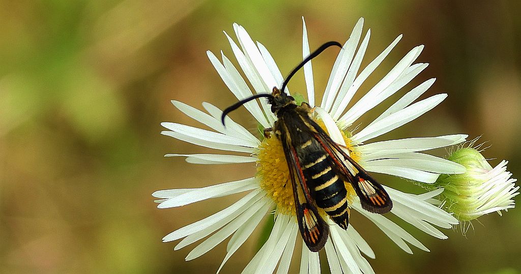 Przeziernik - Bembecia ichneumoniformis