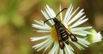 Przeziernik - Bembecia ichneumoniformis