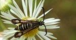 Przeziernik - Bembecia ichneumoniformis