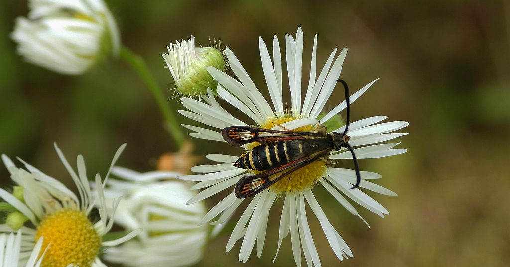 Przeziernik - Bembecia ichneumoniformis