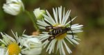 Przeziernik - Bembecia ichneumoniformis