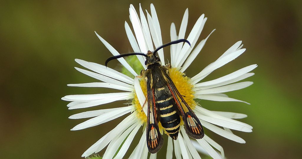 Przeziernik - Bembecia ichneumoniformis