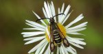 Przeziernik - Bembecia ichneumoniformis