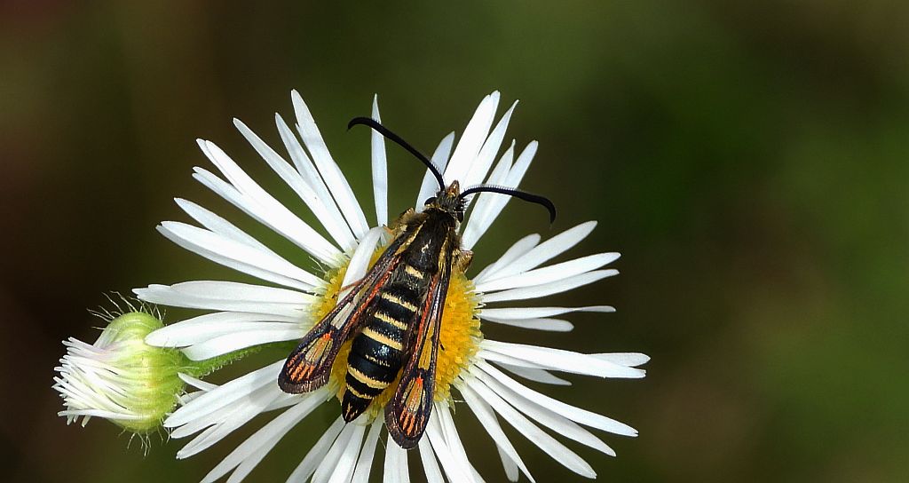 Przeziernik - Bembecia ichneumoniformis
