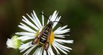 Przeziernik - Bembecia ichneumoniformis
