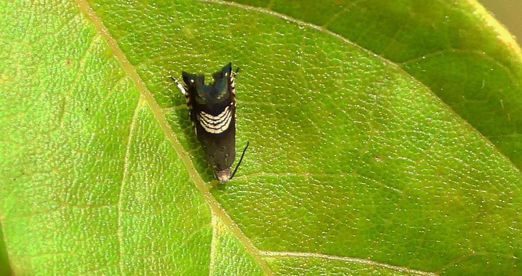 Owocówka (Grapholita compositella)