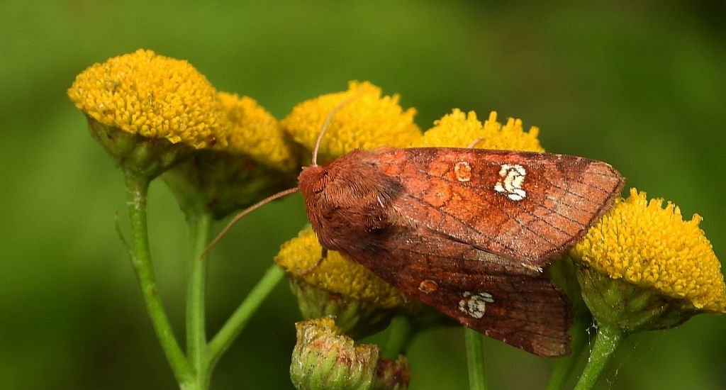 Paciepnica rdzawka (Amphipoea fucosa/lucens)