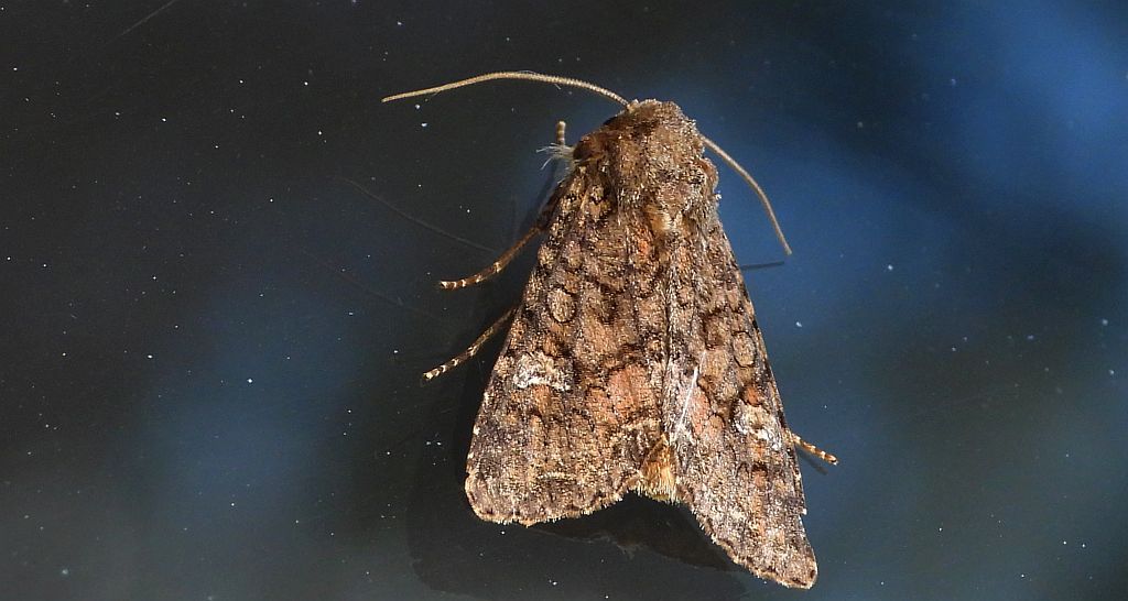 Piętnówka kapustnica (Mamestra brassicae)