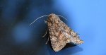Piętnówka kapustnica (Mamestra brassicae)