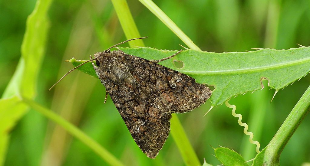Piętnówka kapustnica (Mamestra brassicae)