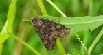Piętnówka kapustnica (Mamestra brassicae)