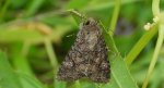 Piętnówka kapustnica (Mamestra brassicae)