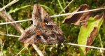Błyszczka jarzynówka (Autographa gamma)