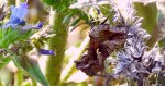Błyszczka jarzynówka (Autographa gamma)