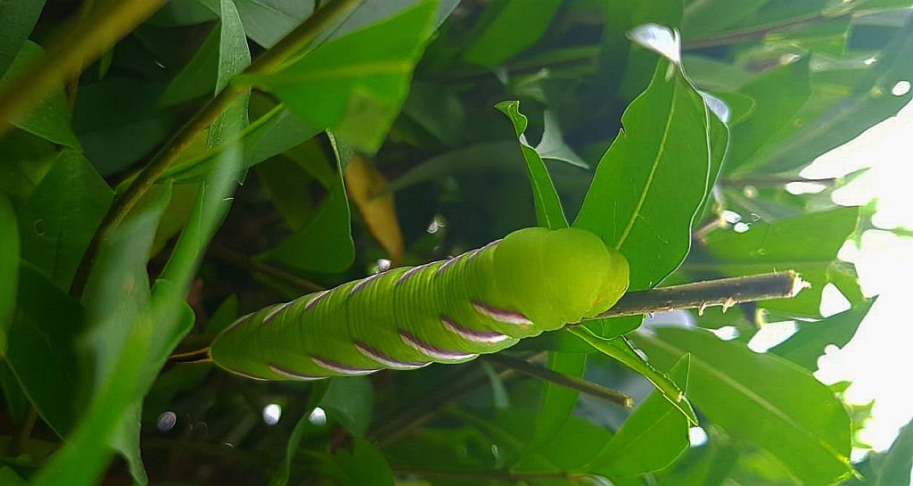 Zawisak tawulec (Sphinx ligustri)