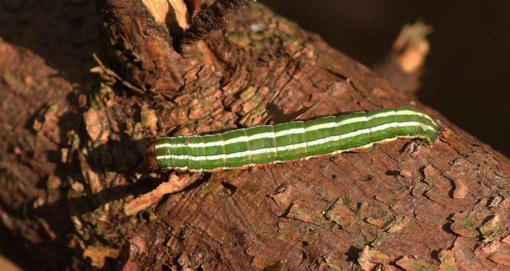 Strzygonia choinówka, sówka choinówka (Panolis flammea)