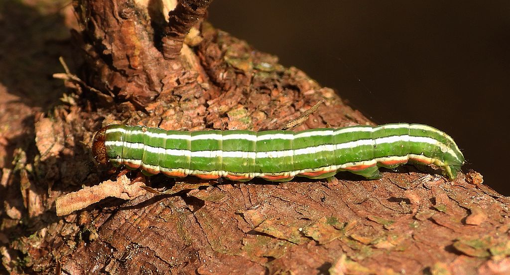 Strzygonia choinówka, sówka choinówka (Panolis flammea)