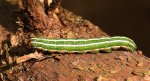 Strzygonia choinówka, sówka choinówka (Panolis flammea)