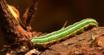 Strzygonia choinówka, sówka choinówka (Panolis flammea)