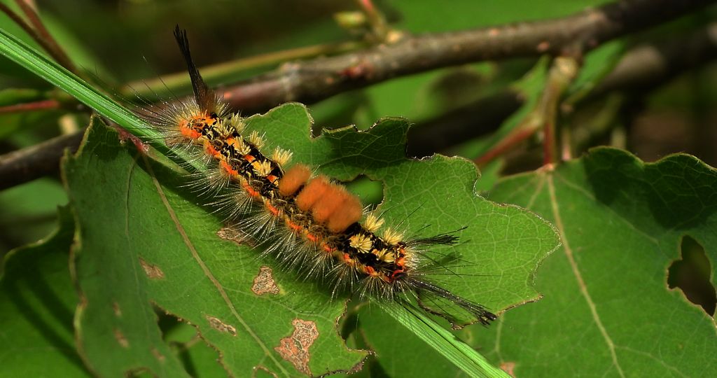 Znamionówka tarniówka (Orgyia /Telochurus/ recens)