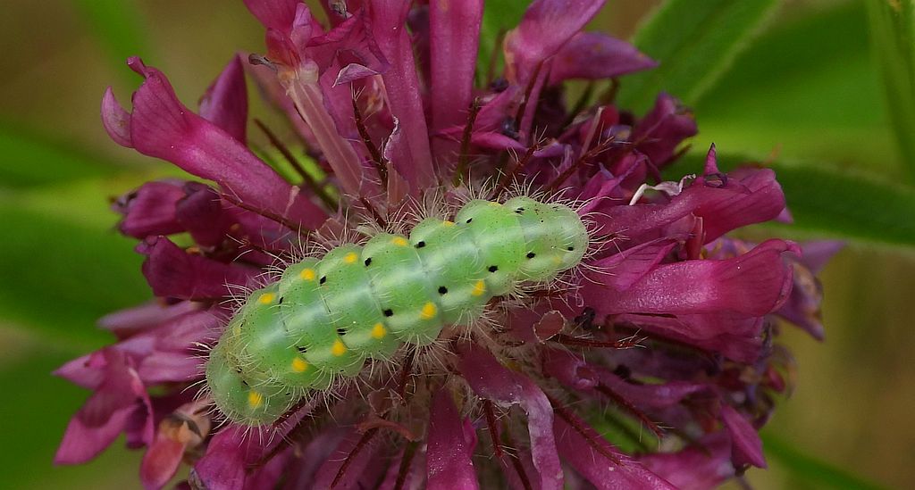 Kraśnik kminowiec (Zygaena (Mesembrynus/ cynarae)/
