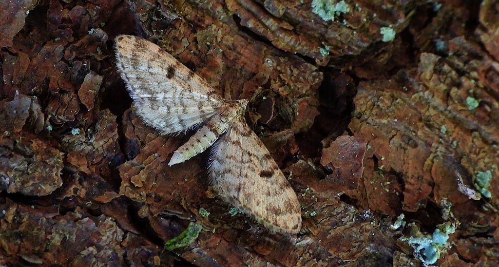Grotnik kreskowiak (Eupithecia intricata)