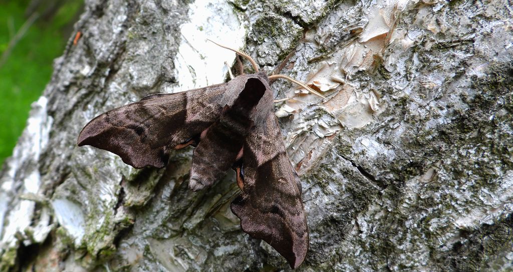 Nastrosz półpawik, gryzuń półpawik (Smerinthus ocellata syn. Smerinthus ocellatus)