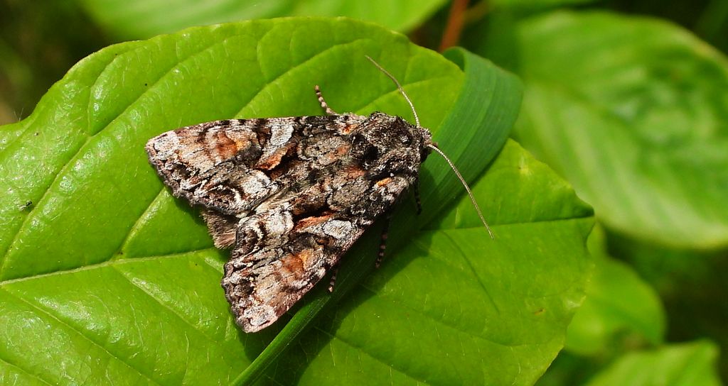 Piętnówka wielobarwna (Lacanobia contigua)
