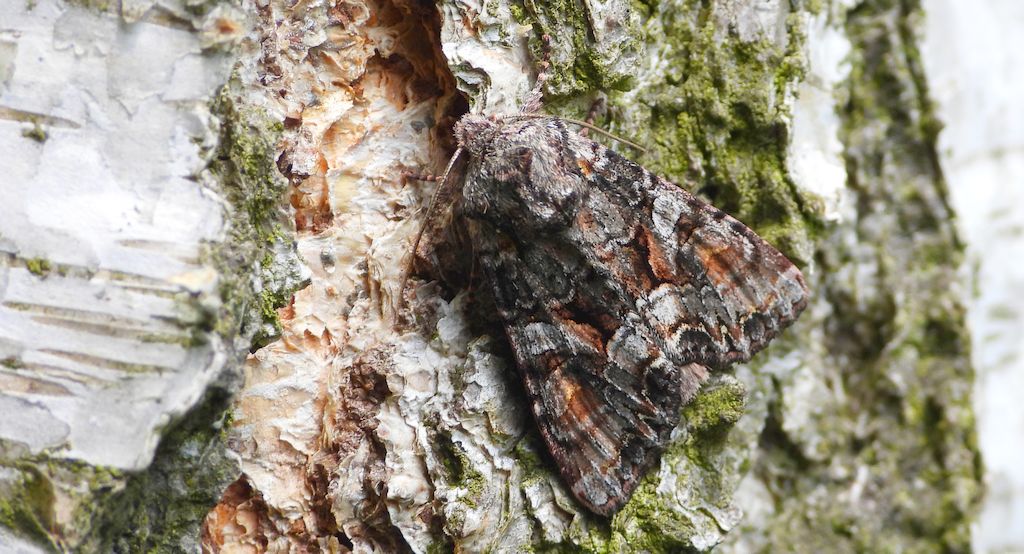 Piętnówka wielobarwna (Lacanobia contigua)