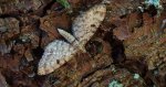 Grotnik kreskowiak (Eupithecia intricata)