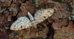 Grotnik kreskowiak (Eupithecia intricata)