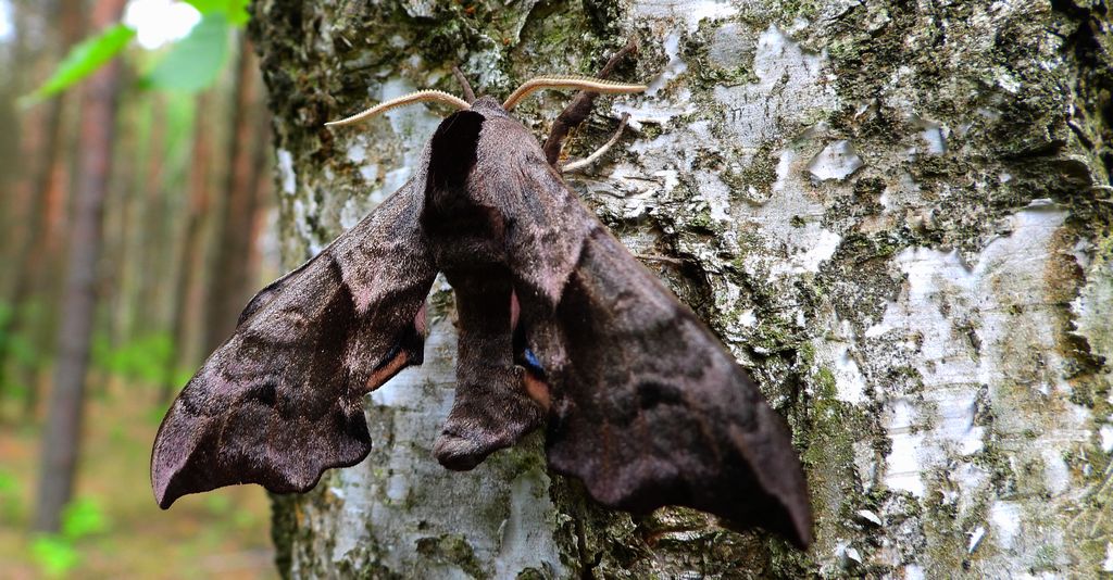 Nastrosz półpawik, gryzuń półpawik (Smerinthus ocellata syn. Smerinthus ocellatus)