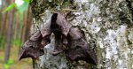 Nastrosz półpawik, gryzuń półpawik (Smerinthus ocellata syn. Smerinthus ocellatus)