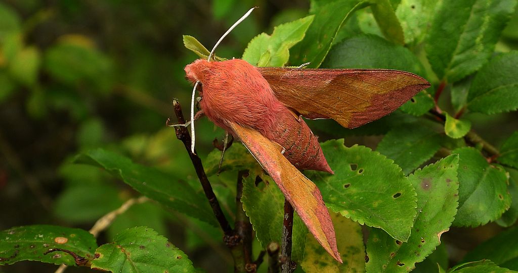 Zmrocznik pazik (Deilephila porcellus)