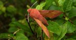 Zmrocznik pazik (Deilephila porcellus)