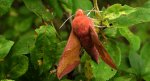 Zmrocznik pazik (Deilephila porcellus)