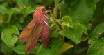 Zmrocznik pazik (Deilephila porcellus)