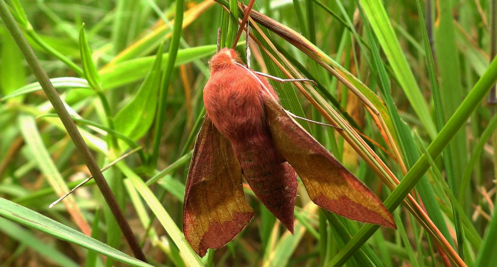 Zmrocznik pazik (Deilephila porcellus)