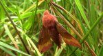 Zmrocznik pazik (Deilephila porcellus)