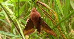 Zmrocznik pazik (Deilephila porcellus)