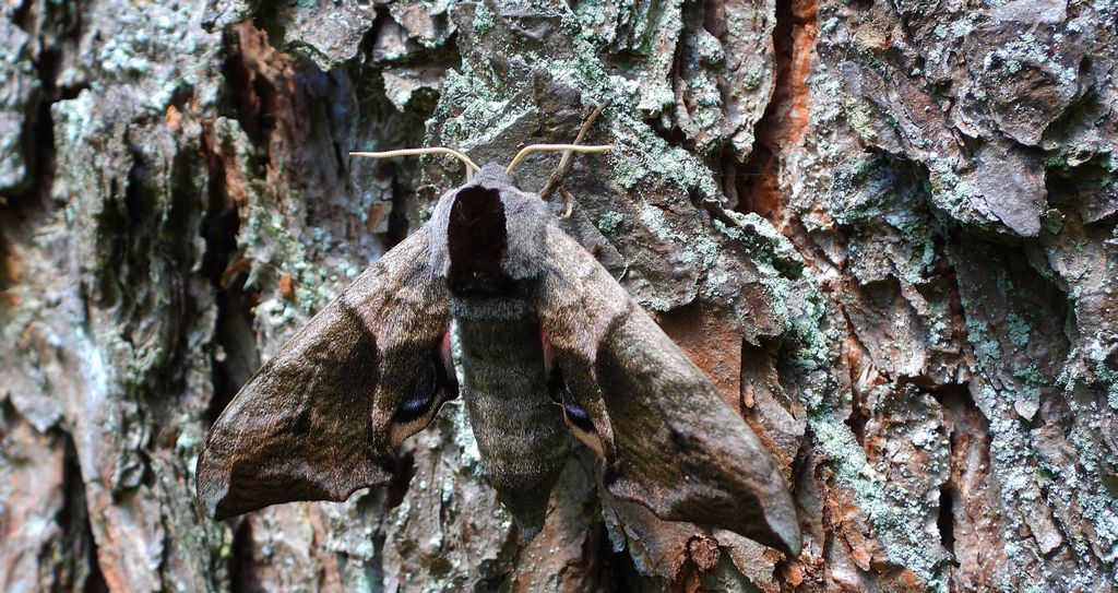 Nastrosz półpawik (Smerinthus ocellatus)