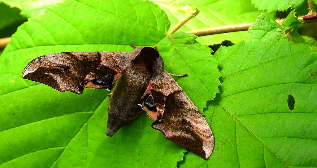 Nastrosz półpawik (Smerinthus ocellatus)