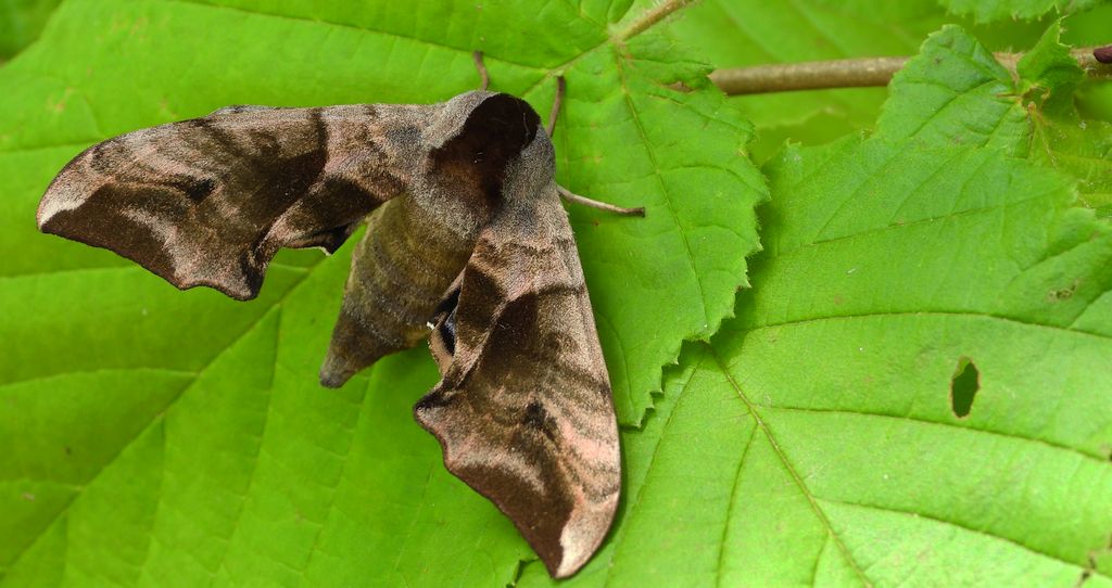 Nastrosz półpawik (Smerinthus ocellatus)